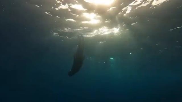 Красивая девушка купается в лучах солнца! Море, солнце, лучи в воде! смотреть онлайн