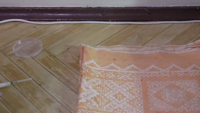 Самка (Копа) ест крыс и банановых сверчков смотреть онлайн