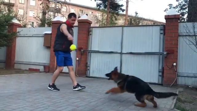 Zena. Немецкая овчарка. смотреть онлайн