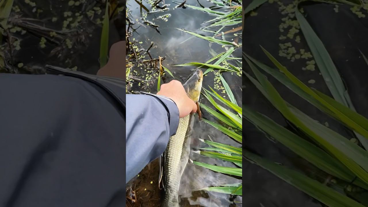 Искал осеннего #жереха и… нашел! #рыбалка #fishing #finntrail #shorts #спиннинг #осенняярыбалка смотреть онлайн