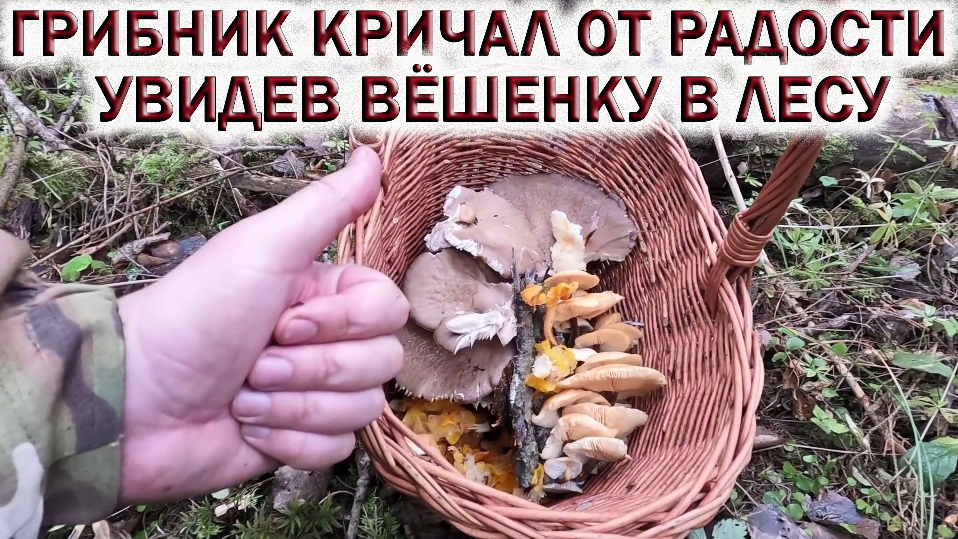 ❗ГРИБНИК КРИЧАЛ ОТ РАДОСТИ?УВИДЕВ ГРИБЫ В ЛЕСУ.?ГРИБЫ В ПОДМОСКОВЬЕ ПОЗДНЕЙ ОСЕНЬЮ смотреть онлайн