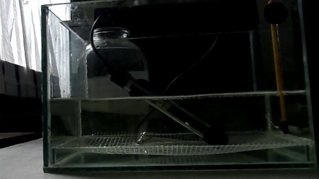 Как подготовить аквариум для размножения рыб ! смотреть онлайн