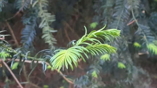 Western hemlock (Tsuga heterophylla) with new shoots and some bird song смотреть онлайн
