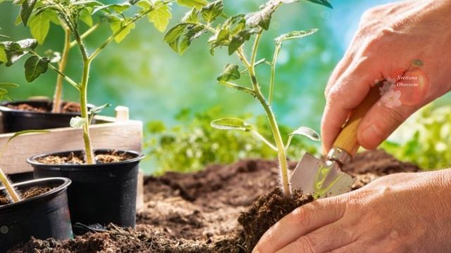 ОДНА ТАКАЯ ПОДКОРМКА РАССАДЫ,ЗАМЕНИТ ВСЕ ОСТАЛЬНЫЕ.ДРОЖЖИ,ЗОЛА,КЕФИР. смотреть онлайн