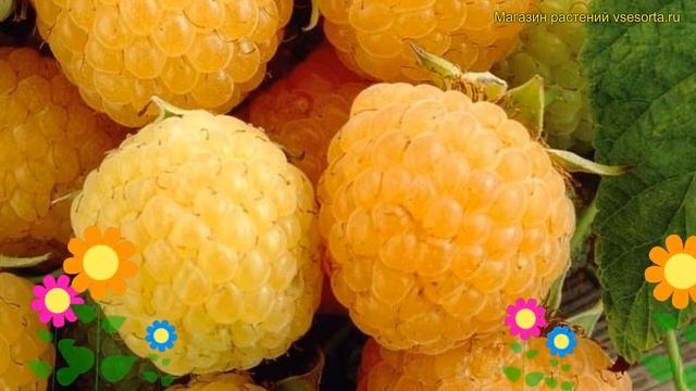 Малина обыкновенная Олд Голд. Краткий обзор, описание характеристик rubus daes Old Gold смотреть онлайн