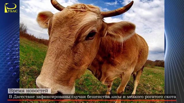 В Дагестане зафиксированы случаи бешенства лисы и мелкого рогатого скота смотреть онлайн