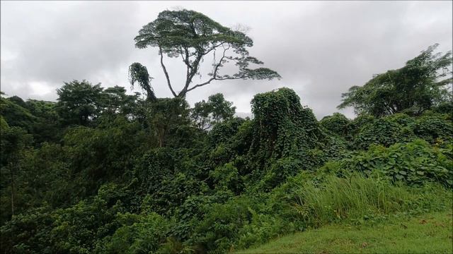 Остров Калимантан (Борнео), Кучинг - ботанический сад Саравак