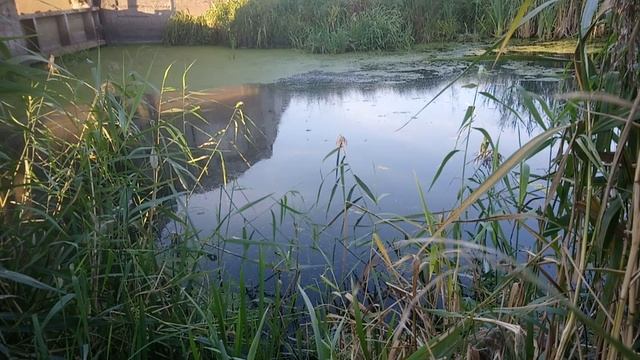 Ловля голавля на кузнечика осенью" Спарринг снастью", на малой реке. смотреть онлайн
