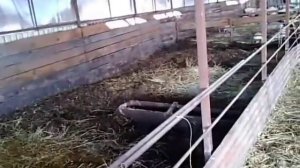 Свиноводство. Снижение трудозатрат. Свиноферма без запаха.
