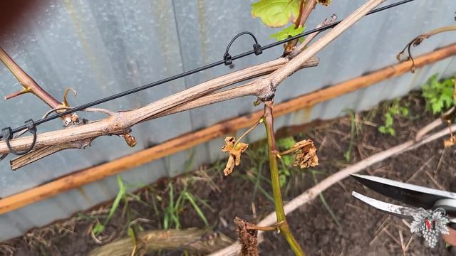 06 - Как ВОССТАНОВИТЬ ВИНОГРАД после ЗАМОРОЗКОВ смотреть онлайн