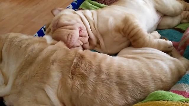 Sharpei americano 4 meses de vida смотреть онлайн