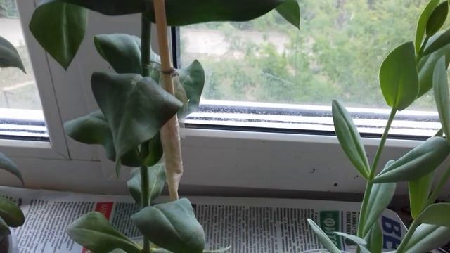 ЭУСТОМА на подоконнике,цветение.... смотреть онлайн