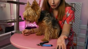 о стрижке когтей собаке