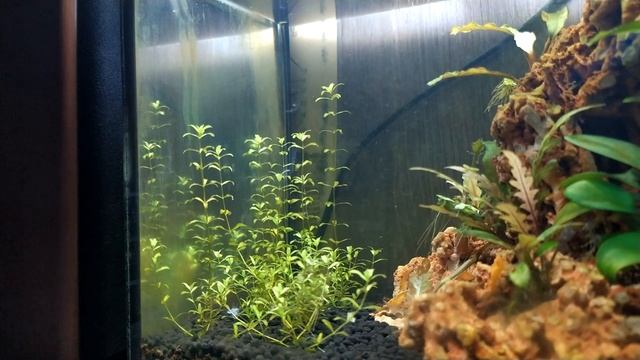 Мои Аквариумы | Основные проблемы креветочника 8 литров смотреть онлайн