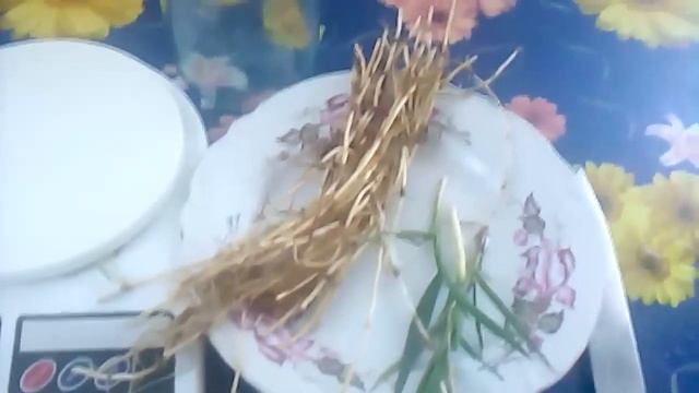 Зеленая аптека полезные свойства пырея смотреть онлайн