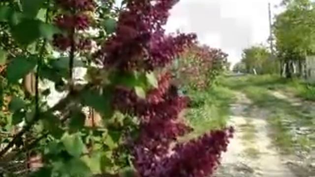 М.Шуфутинский -"Моя Одесса" смотреть онлайн