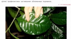 Табернемонтана уход в домашних условиях полив и размножение