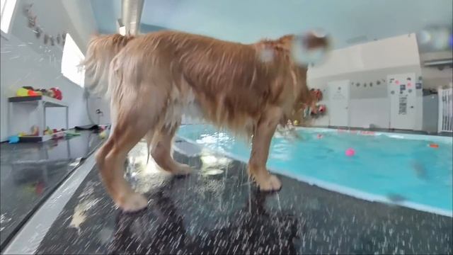 My Dog Rents a Swimming Pool смотреть онлайн