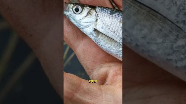 Уклейка и верхоплавка - одна и та же рыба? #рыбалка смотреть онлайн