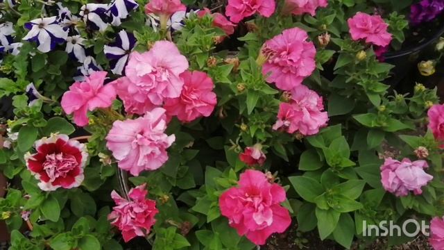 Минус 700 гр. за неделю, я довольна! 01.07.22 Мой вес, делюсь хитростями. смотреть онлайн