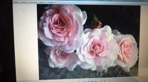 Розы канадские корнесобственные (шрабы).#розывсаду,#лучшиерозы,                #розы,#шрабы,#сад.