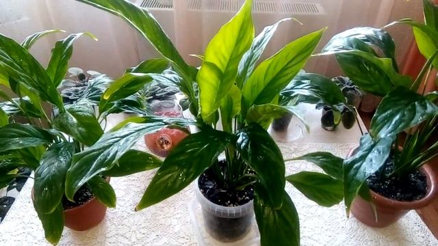 СПАТИФИЛЛУМ РАЗМНОЖЕНИЕ ДЕЛЕНИЕМ КУСТА - как поживают новые растения. смотреть онлайн