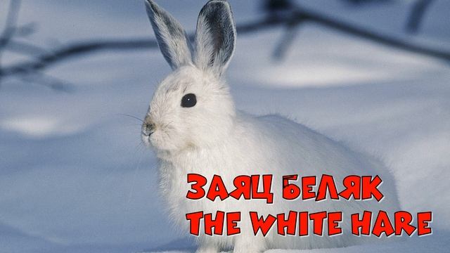 Животные Швейцарии / Animals of Switzerland смотреть онлайн