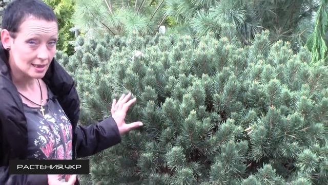 Сосна обыкновенная Ватерери / Сосна посадка и уход / хвойные растения смотреть онлайн