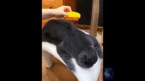 Лайфхак. Щетка паровая для кошек и собак 3 в 1.