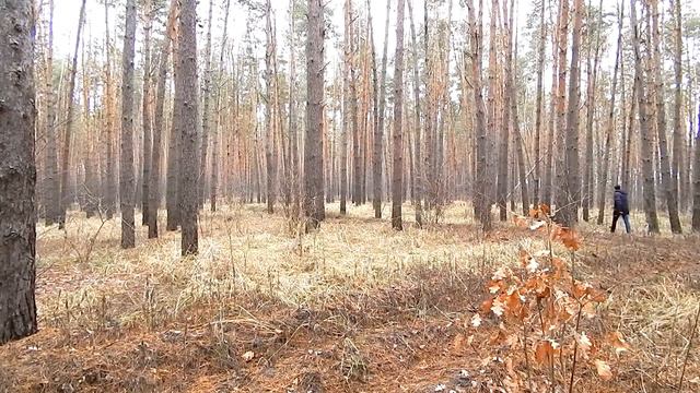 Волок со взрослой легавой - День 2 (Заяц. Лес. 70 метров. 3 часа простой) - Натаска дратхаара смотреть онлайн