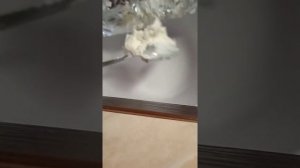 Запечённый банан в микроволновке?