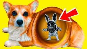 КАК ДОСТАТЬ КРОЛИКА ЗООНОМАЛЯ ИЗ МОЕЙ ПУЗЯКИ? (Корги Коржик) Говорящая собака