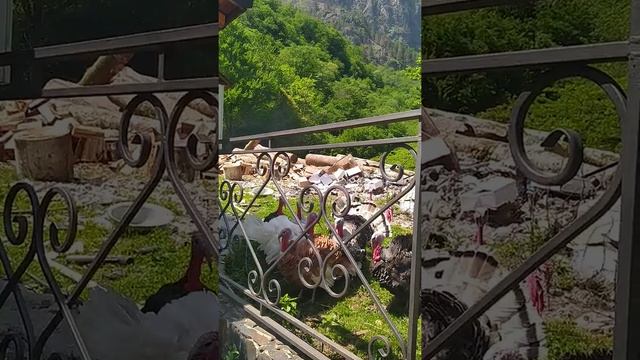 как говорят индюки смотреть онлайн