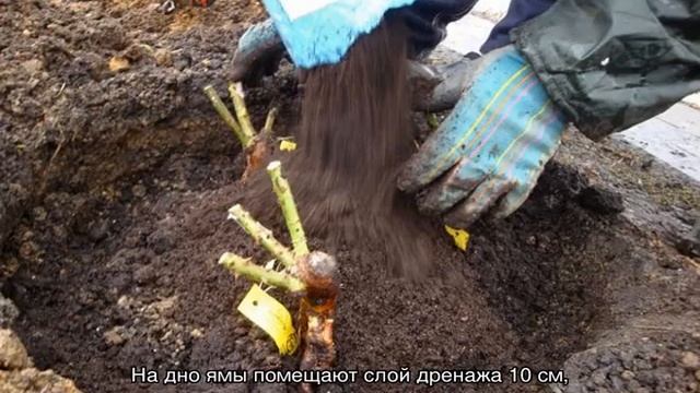 Роза Стефани Баронин цу Гуттенберг (Stephanie Baronin zu Guttenberg) смотреть онлайн