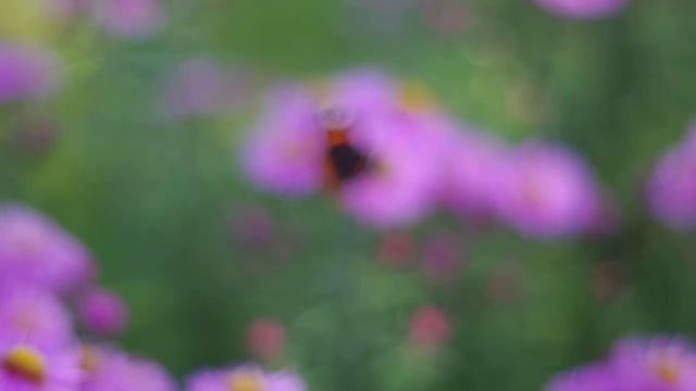 Pentax K-x Video смотреть онлайн