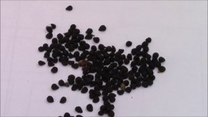 Декоративные луки, размножение