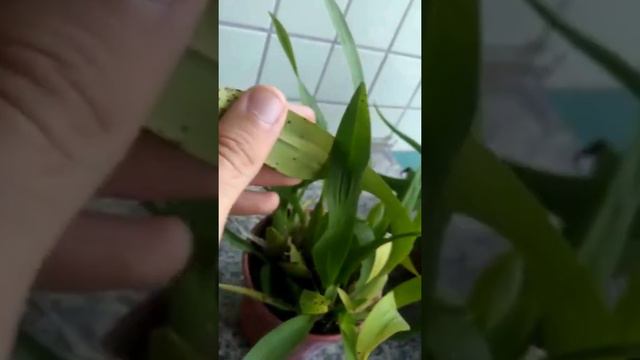 🌸🌸Descomplicando o Cultivo de Orquídeas pdf / Salvei minhas orquídeas usando esse Passo a Passo 202 смотреть онлайн