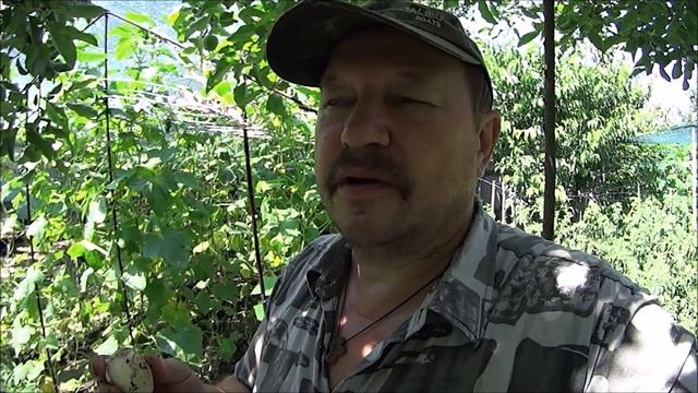 ВЫКОПАЛИ РОКАМБОЛЬ И ЧЕСНОК . смотреть онлайн