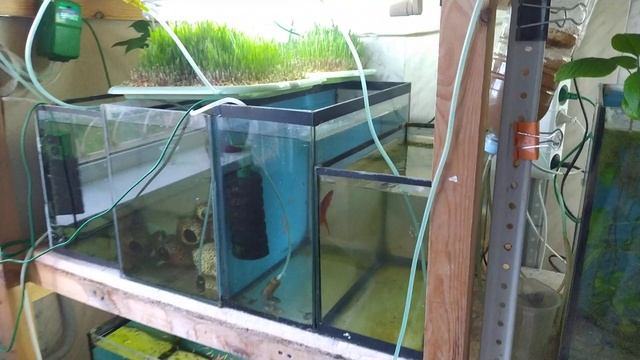 Почему Петушки съели икру? смотреть онлайн