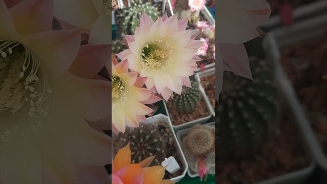 дружное цветение эхинопсисов смотреть онлайн
