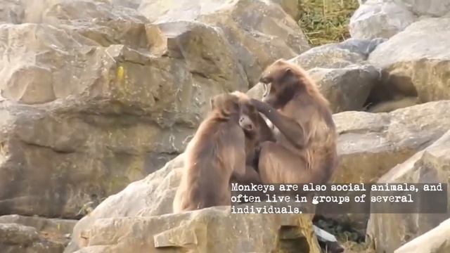 Interesting Facts About Familiar Animals Namely, Elephants, Horses, Cats, Ducks, Monkeys