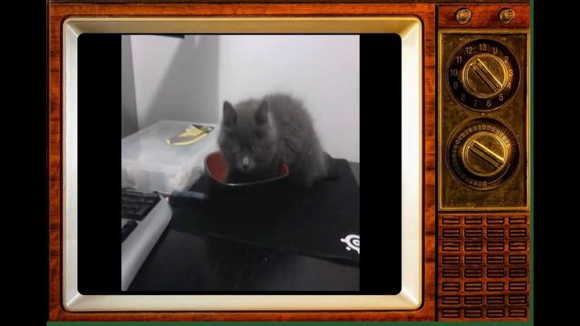 ZOOFUN CHANNEL Смешные животные#23 смотреть онлайн