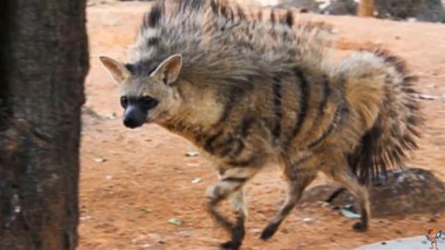 Земляные волки- одни из самых милых хищников на планете смотреть онлайн