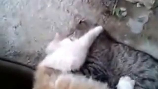 Такой драки котов вы еще не видели