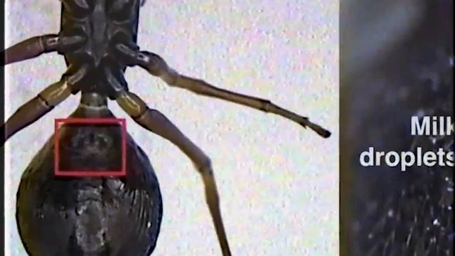 Паучиха кормит детенышей молоком смотреть онлайн