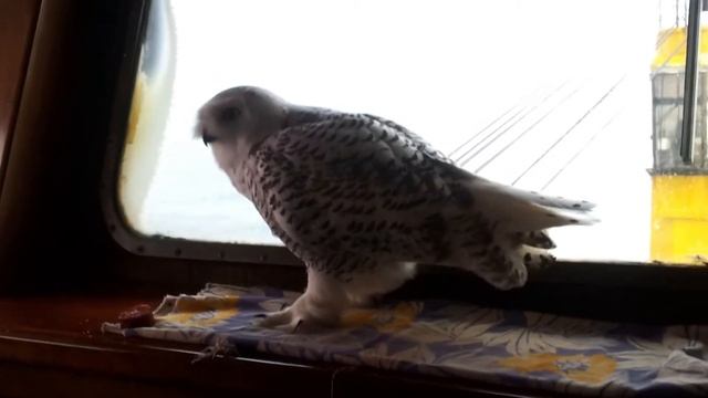 Полярная сова=== Polar owl смотреть онлайн