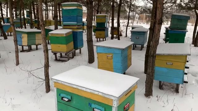 ЗИМОВКА ПЧЕЛОСЕМЕЙ НА ОТКРЫТОМ ТОЧКЕ. смотреть онлайн
