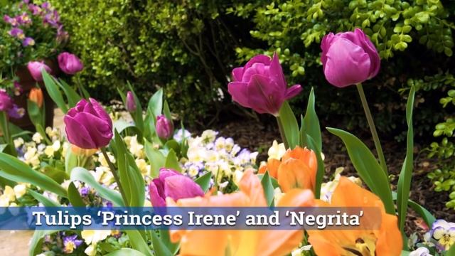 Spring Garden Tour | Design Principles & Seasonal Bloom: P. Allen Smith смотреть онлайн