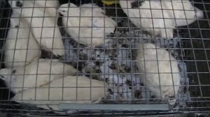 ПЕРЕПЕЛА НА БАЛКОНЕ!!! ОСОБЕННОСТИ СОДЕРЖАНИЯ!!!