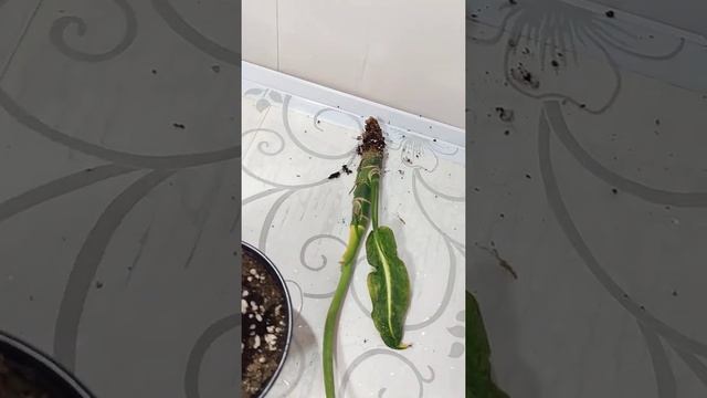 Цветы- любовь моя! Диффенбахии. смотреть онлайн